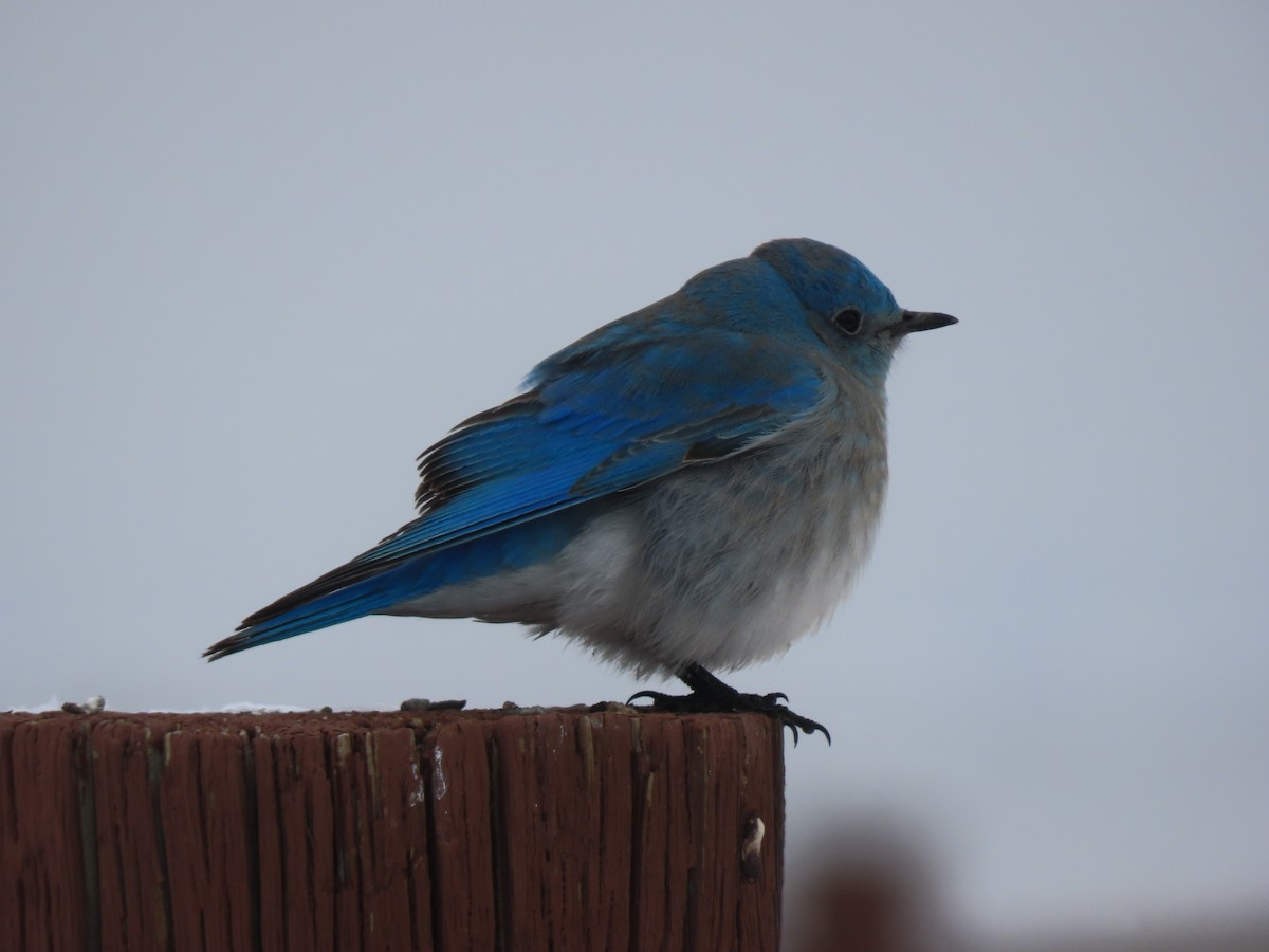 Mountain Bluebird - Doug Kibbe