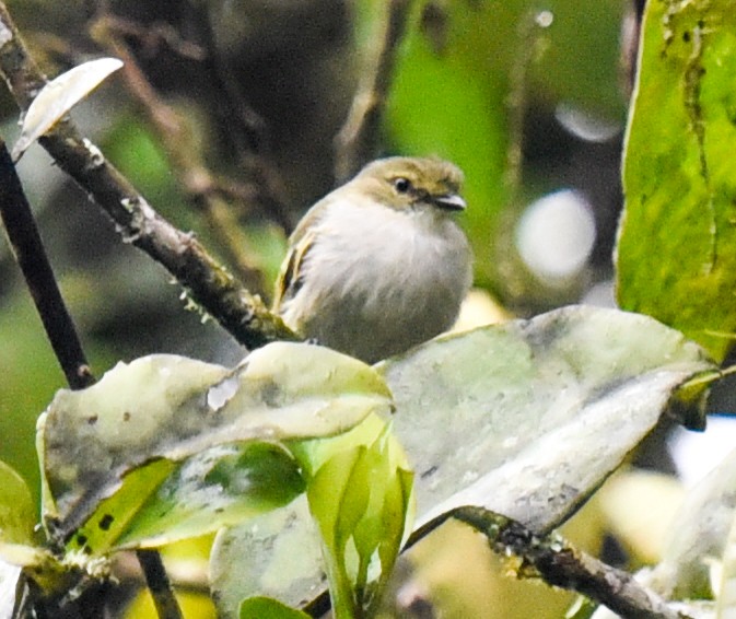 Choco Tyrannulet - ML616485650