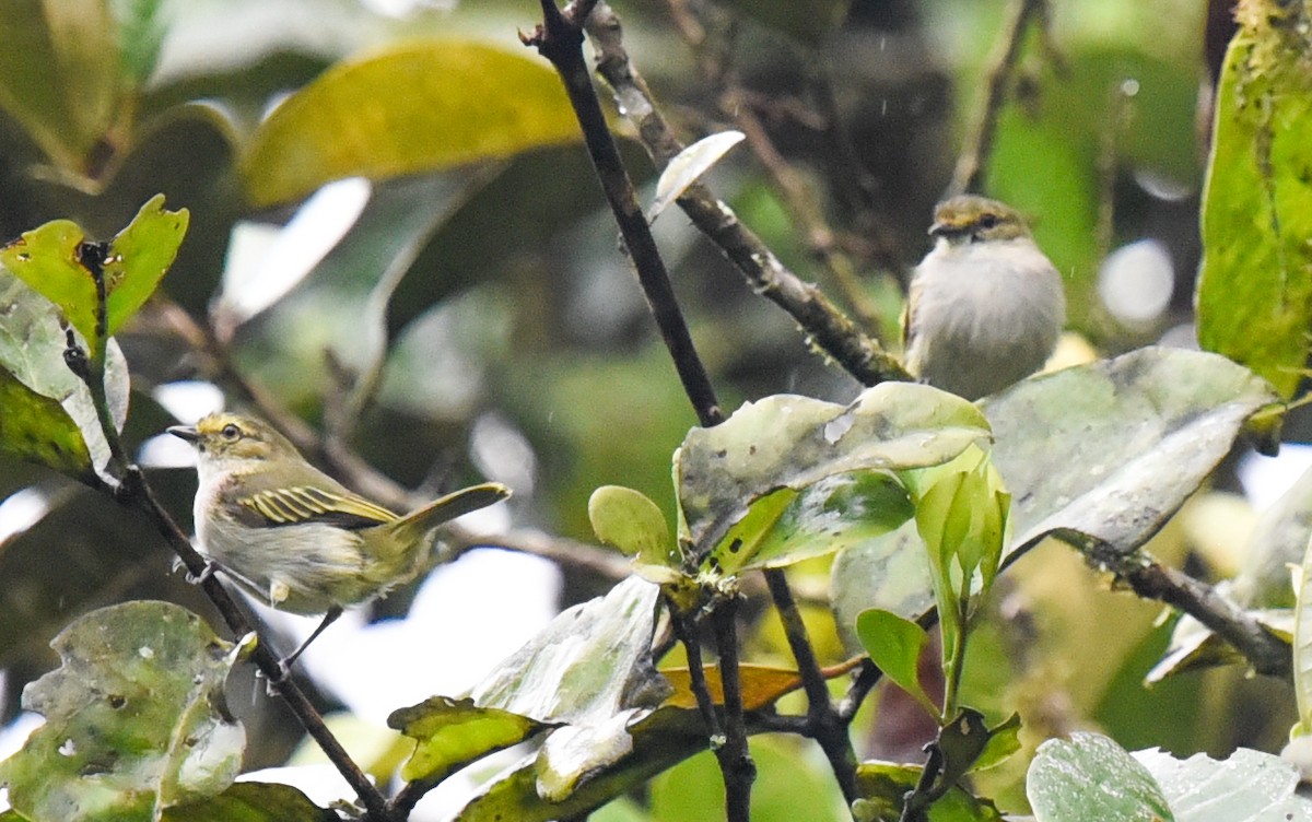 Choco Tyrannulet - Barbara Maytom