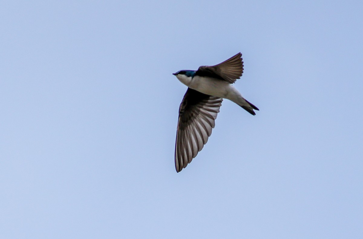 Tree Swallow - Debbie Parker