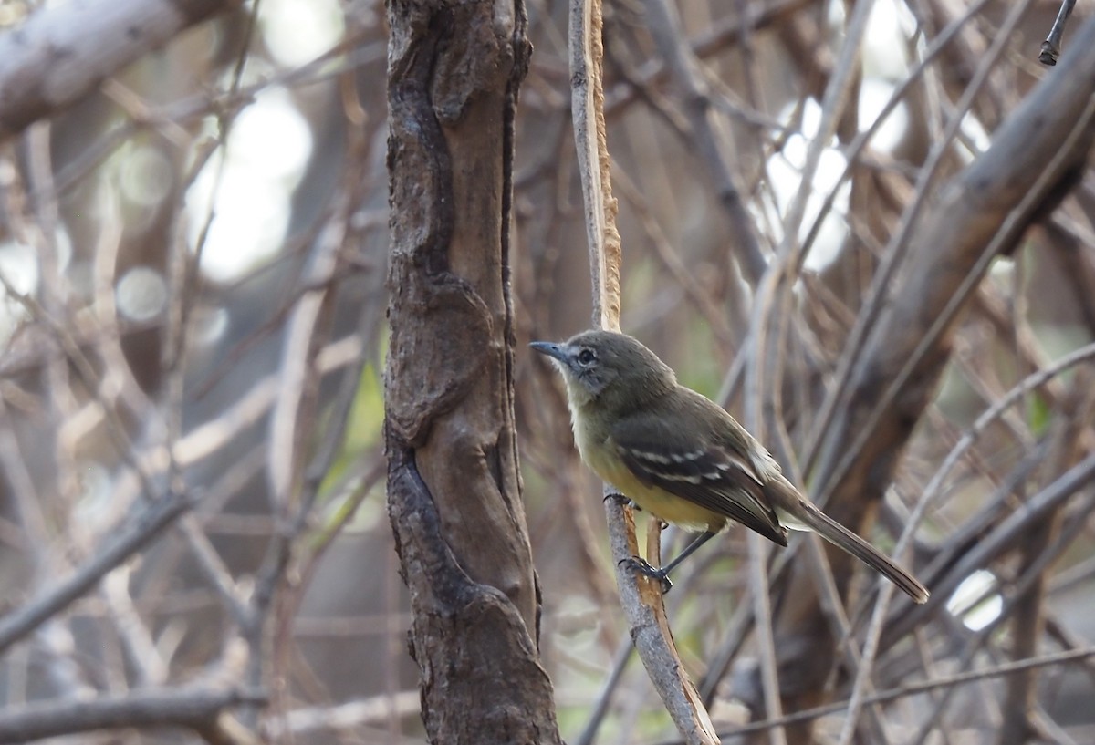 Pale-tipped Tyrannulet - Darren Shirley