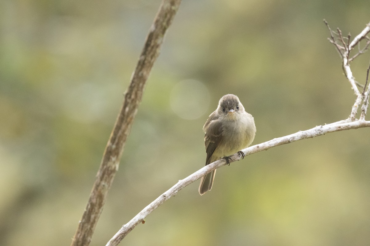 Jamaican Pewee - ML616485709