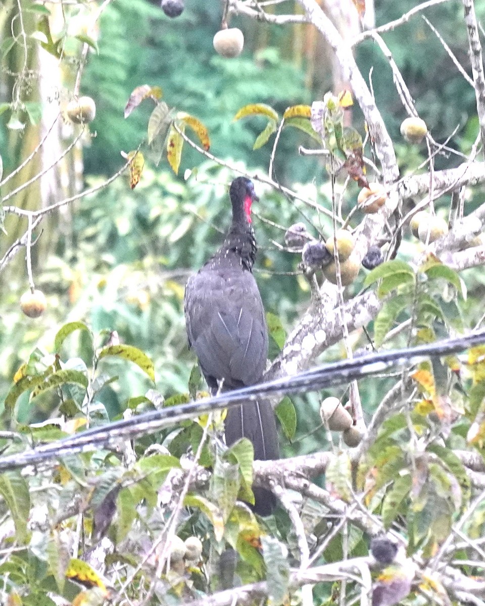 Crested Guan - ML616485747