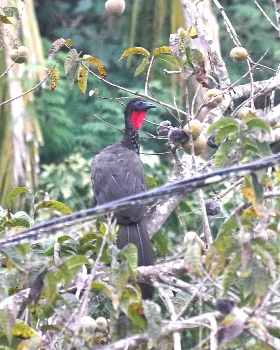 Crested Guan - ML616485748