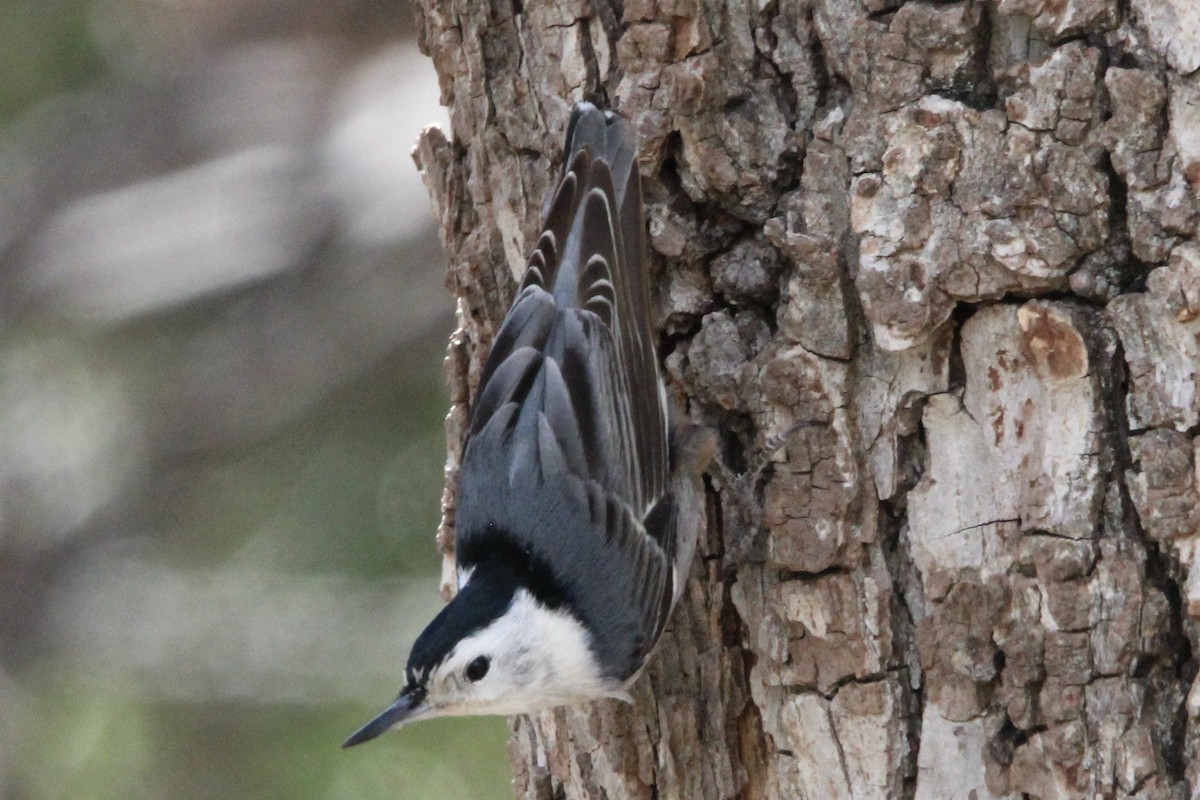 White-breasted Nuthatch (Interior West) - ML616485787