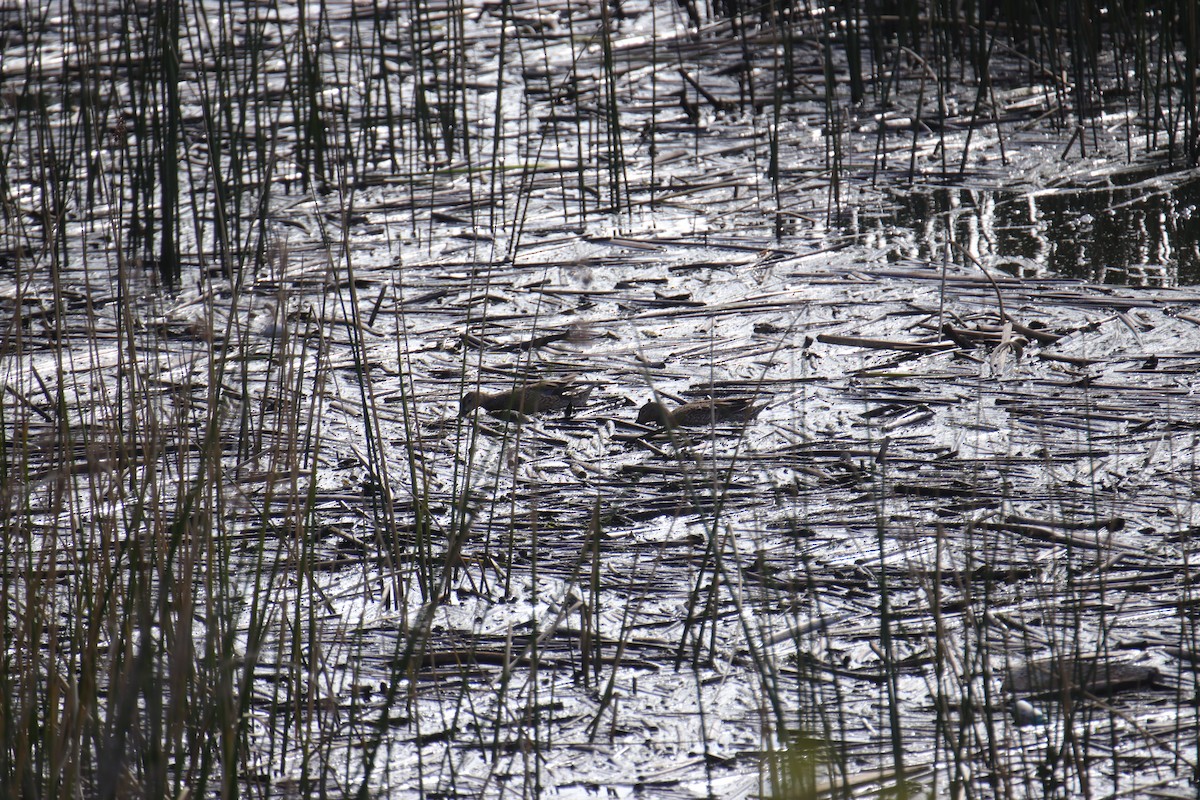 Blue-winged/Cinnamon Teal - ML616485811