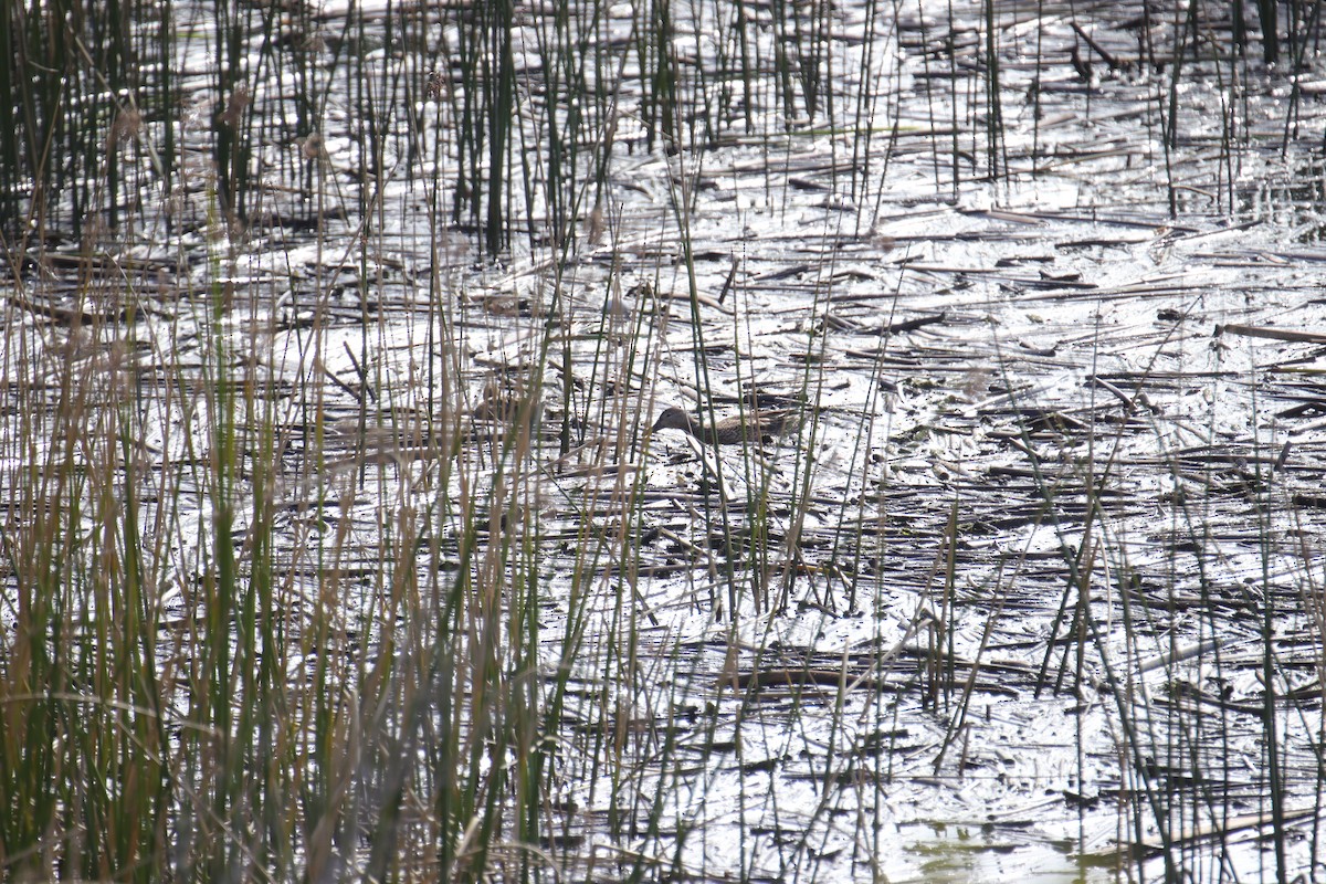 Blue-winged/Cinnamon Teal - ML616485813