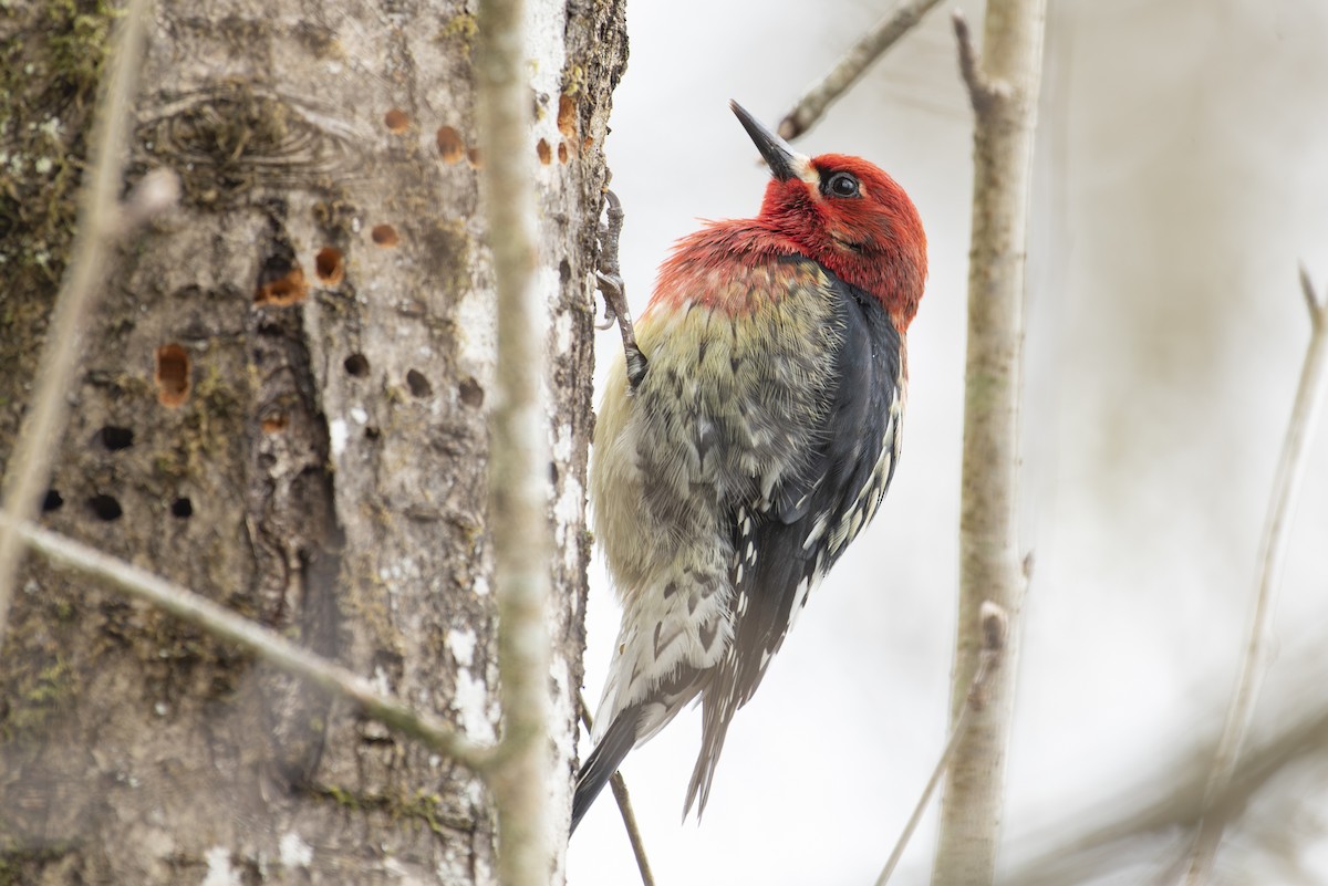 Red-breasted Sapsucker - ML616485816