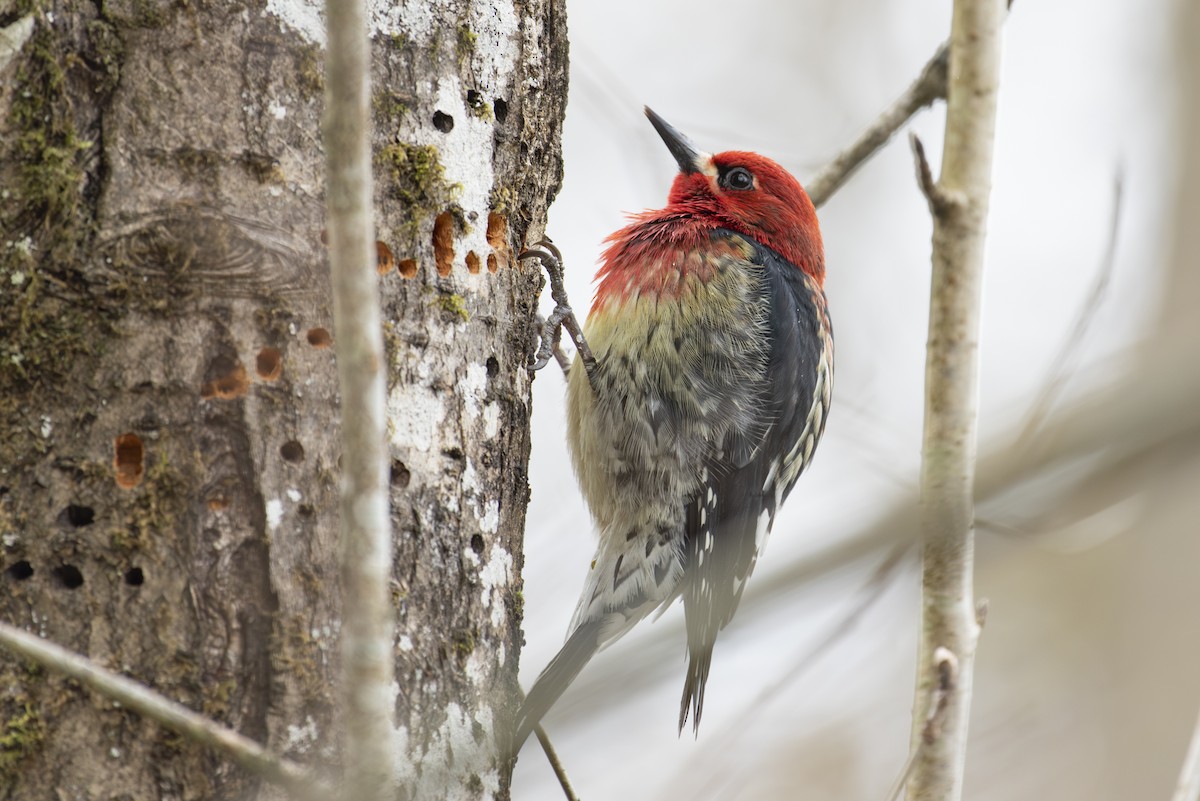 Red-breasted Sapsucker - ML616485858