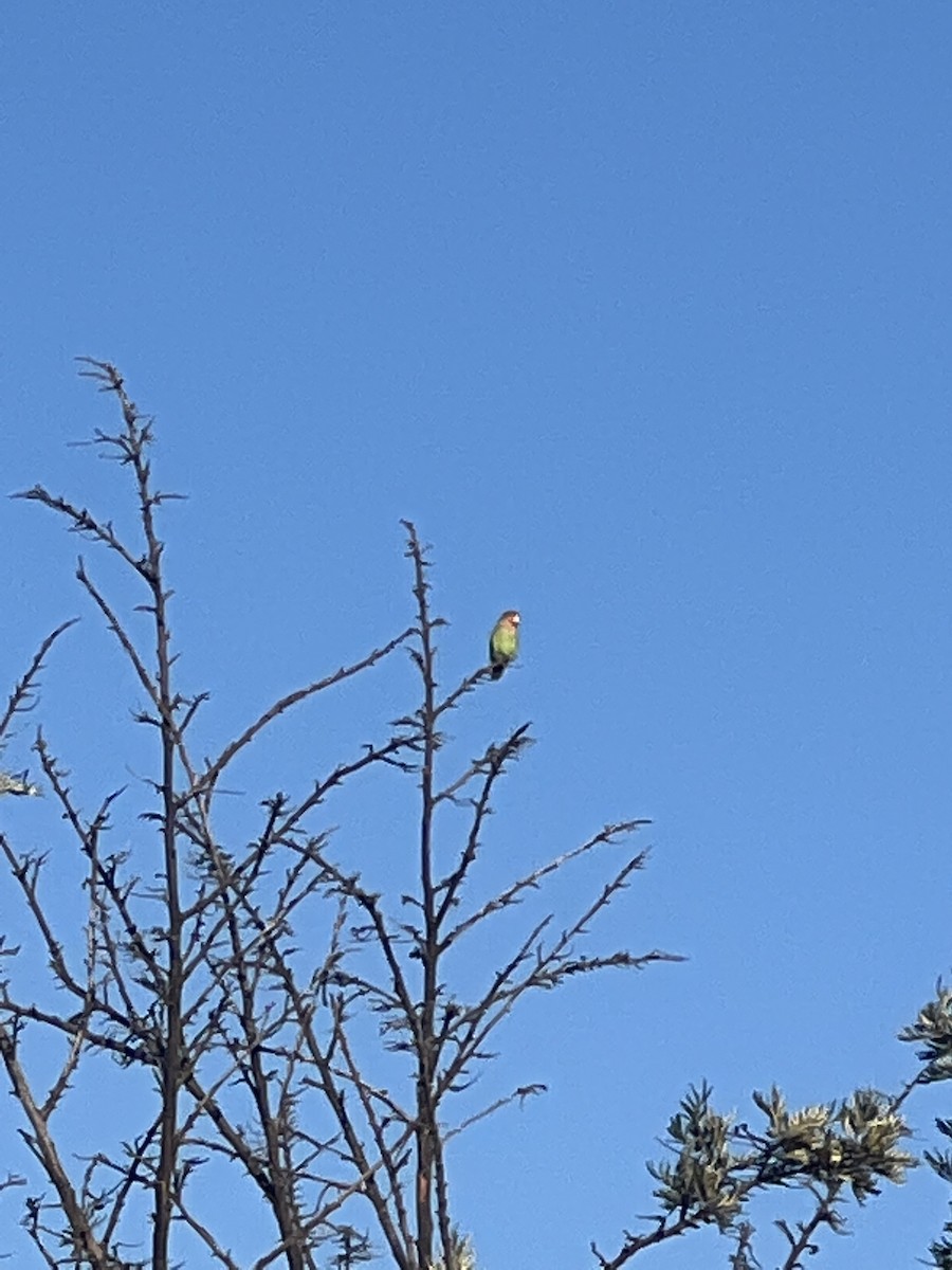 Rosy-faced Lovebird - ML616485881