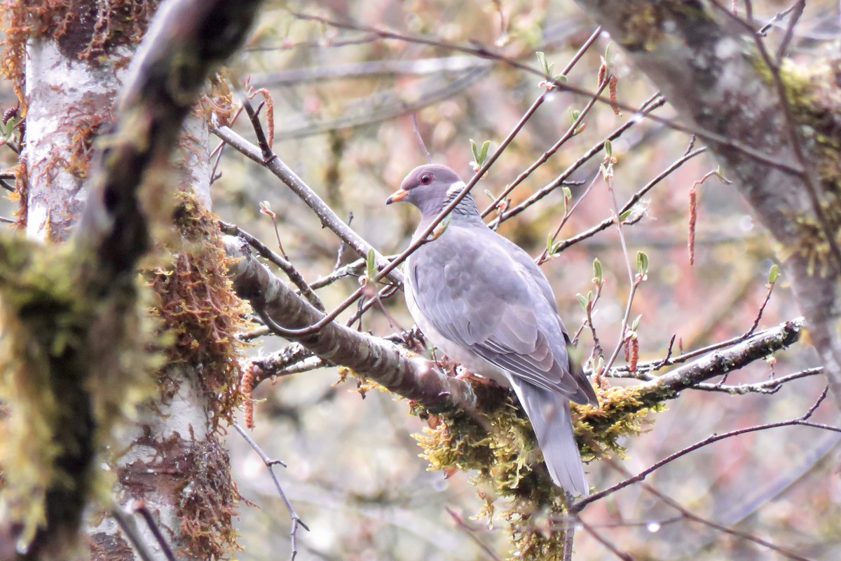 Band-tailed Pigeon - ML616485889