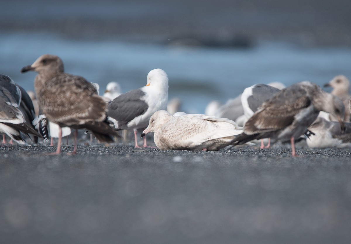 Glaucous Gull - Cedrik von Briel