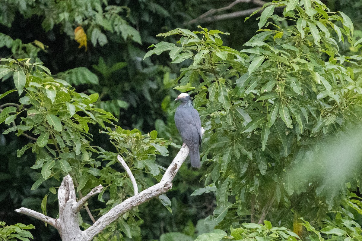 Pigeon à couronne blanche - ML616485930