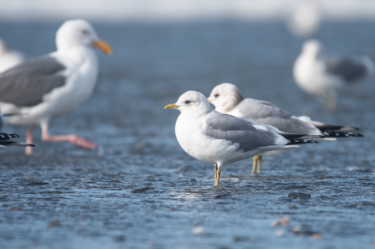 Short-billed Gull - ML616485932