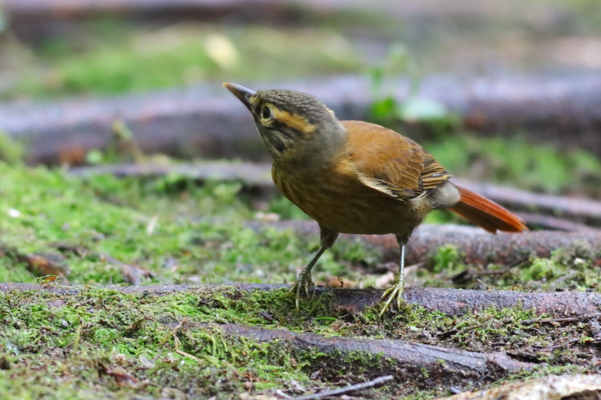 Scaly-throated Foliage-gleaner - Margaret Viens