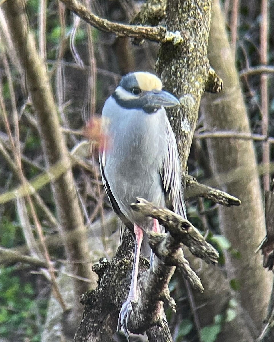 Yellow-crowned Night Heron - ML616485970