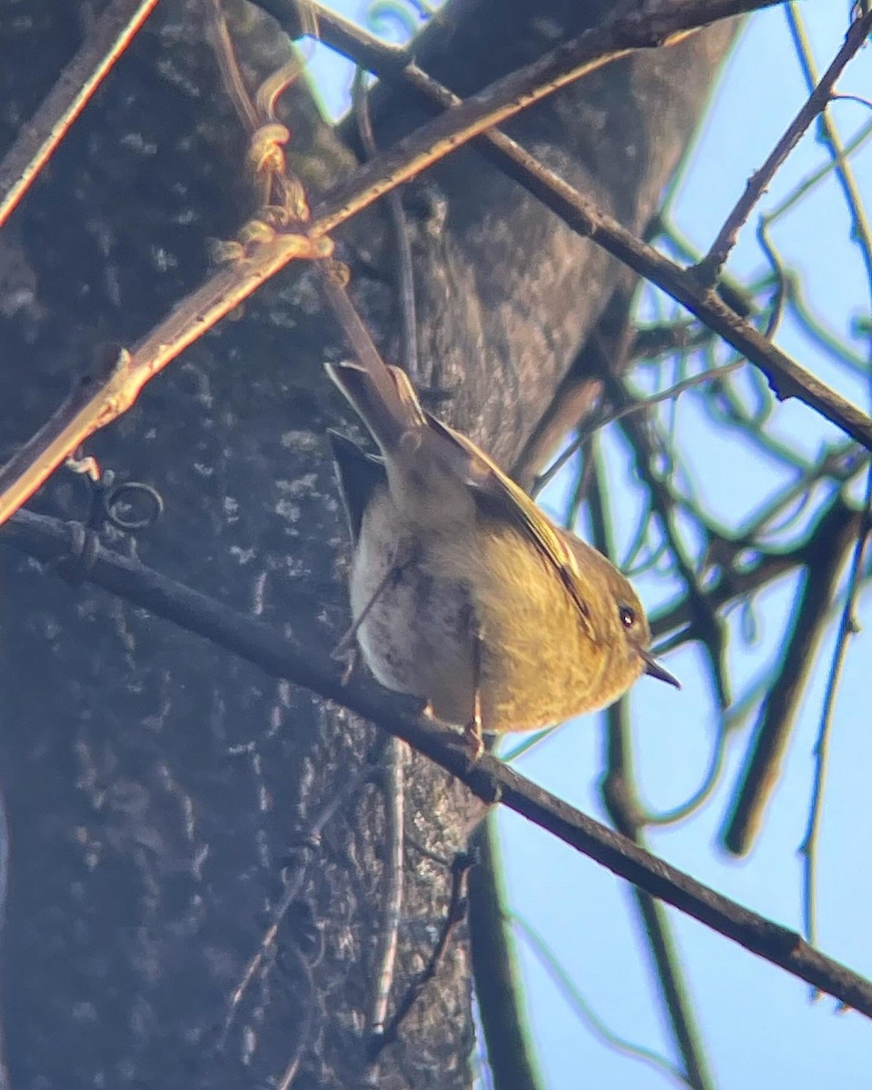 Ruby-crowned Kinglet - Dave Votta