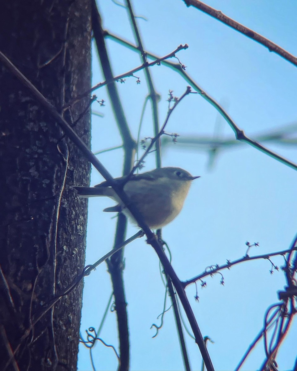 Ruby-crowned Kinglet - ML616485980