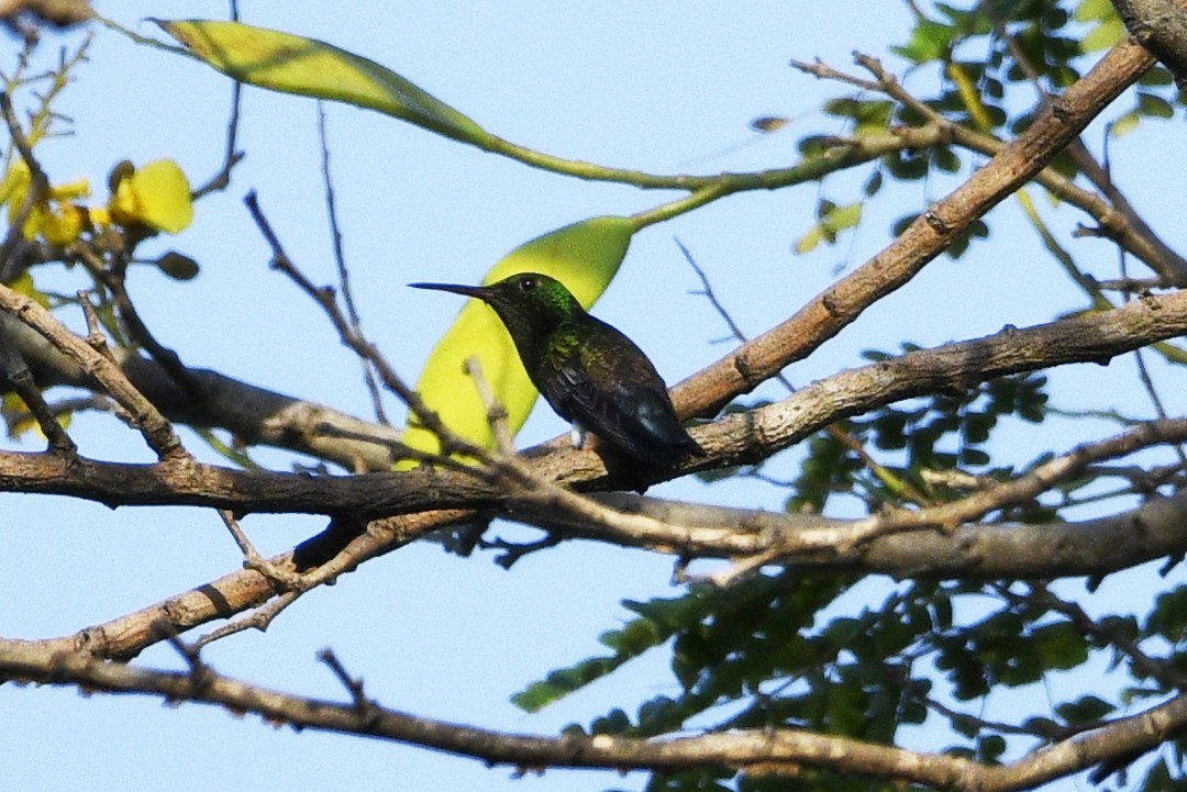 Blue-vented Hummingbird - ML616486053