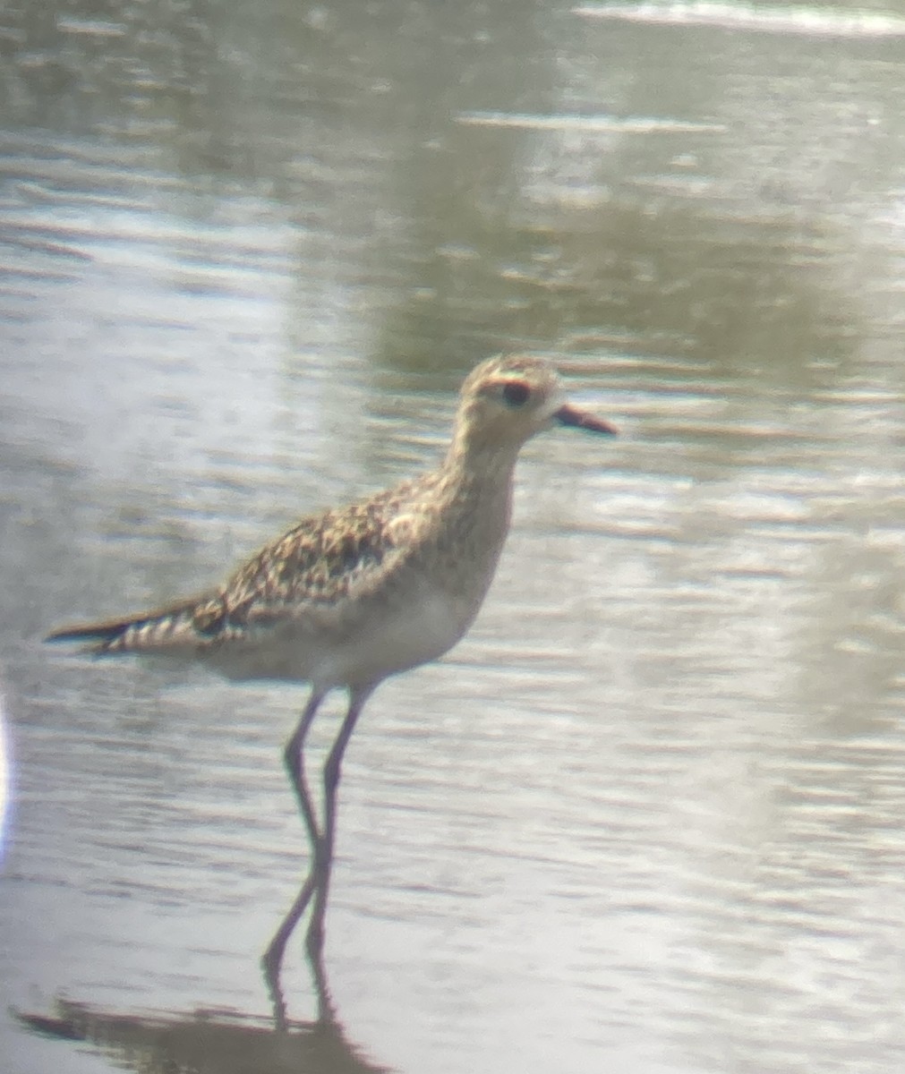 Pacific Golden-Plover - ML616486057