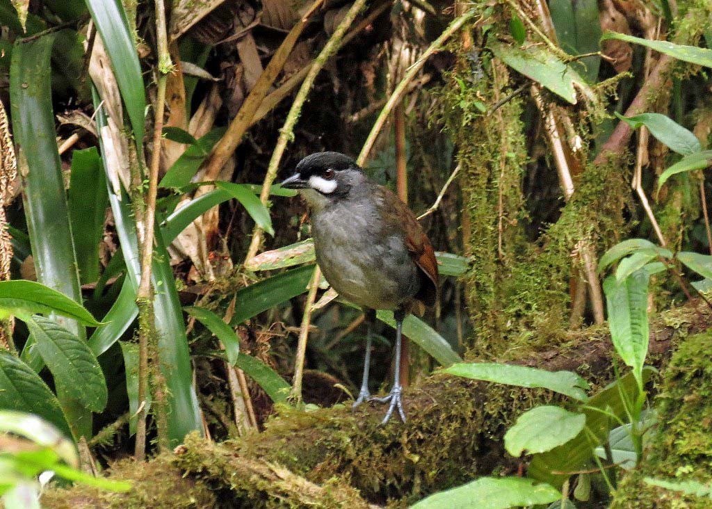 Jocotoco Antpitta - ML616486072