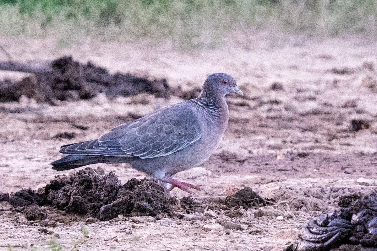 Picazuro Pigeon - ML616486135