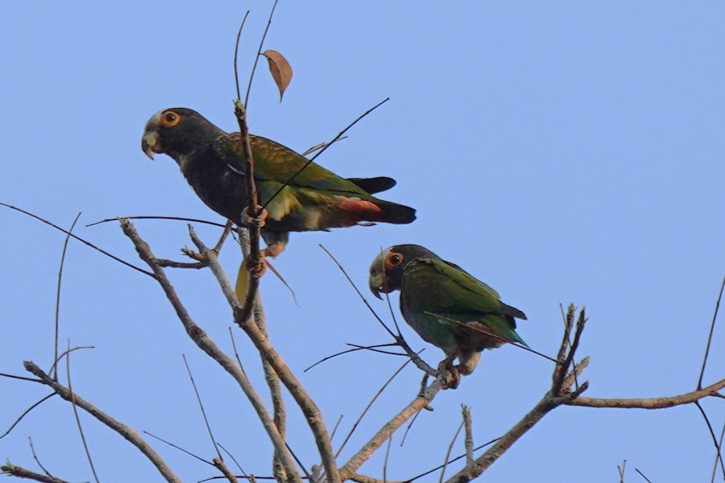 White-crowned Parrot - ML616486163