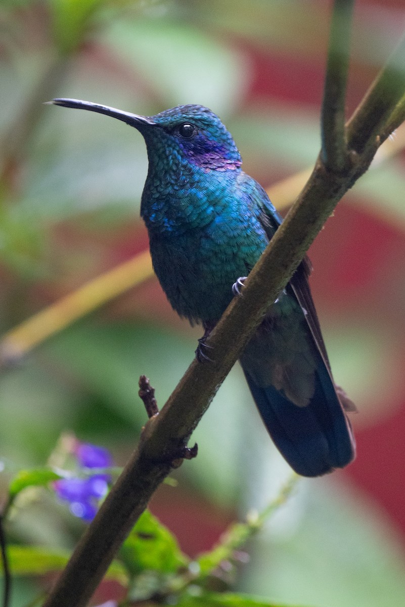 Lesser Violetear - ML616486174