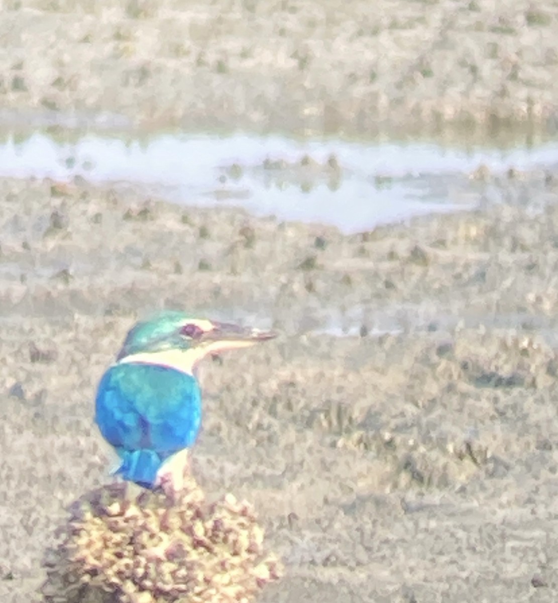 Collared Kingfisher - ML616486189