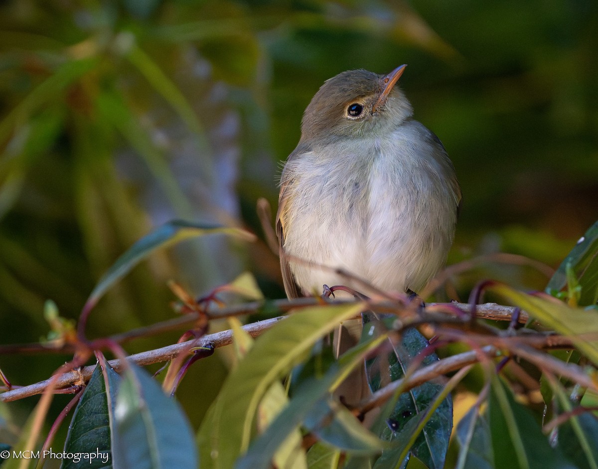 Mountain Elaenia - ML616486207