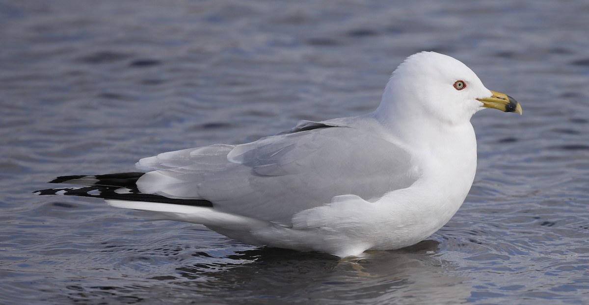 Ring-billed Gull - ML616486226