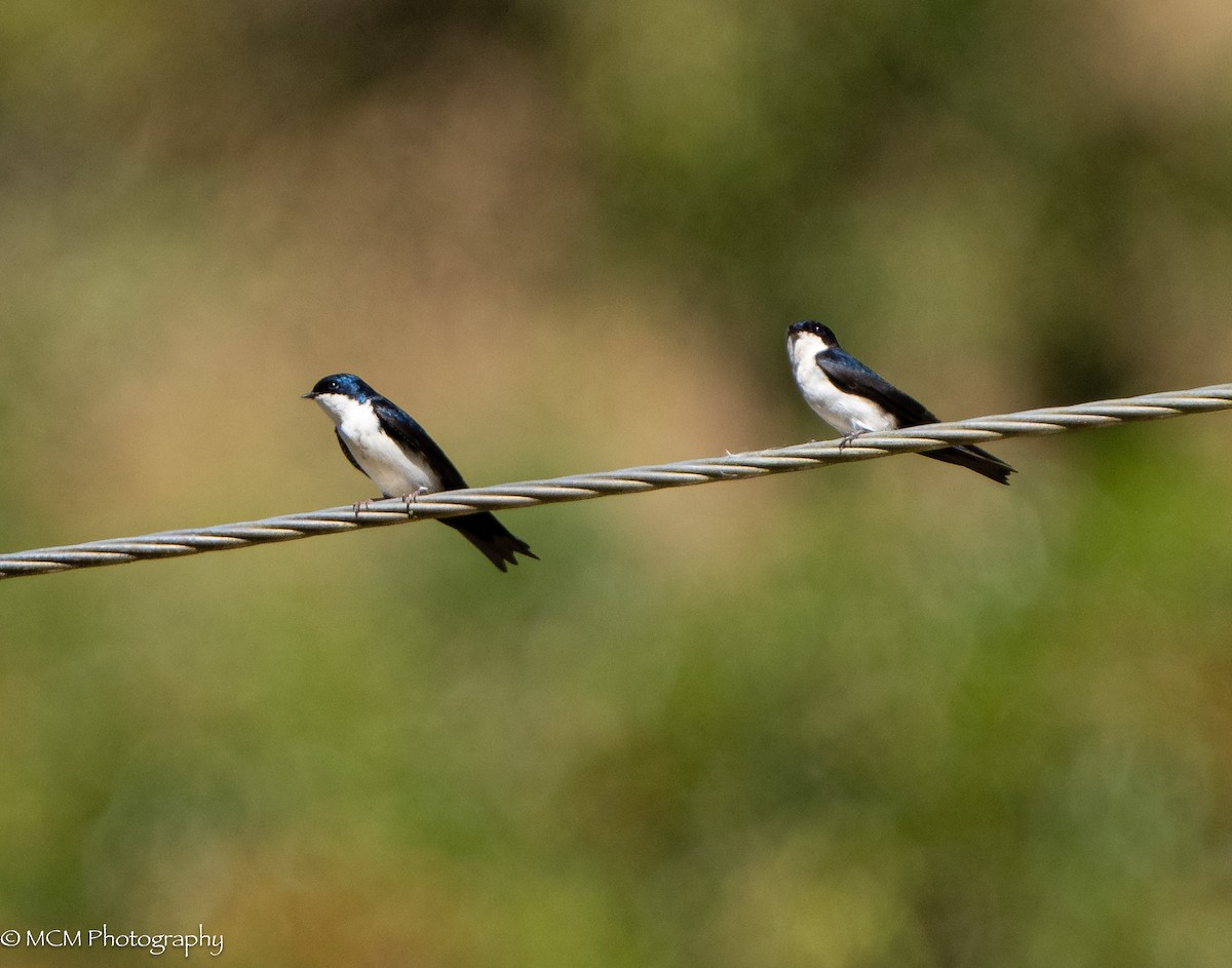 Blue-and-white Swallow - Mary Catherine Miguez