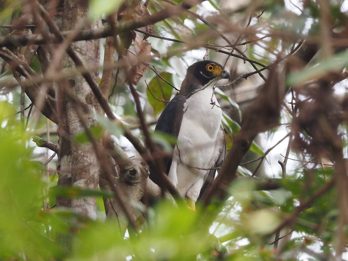 Slaty-backed Forest-Falcon - ML616486252