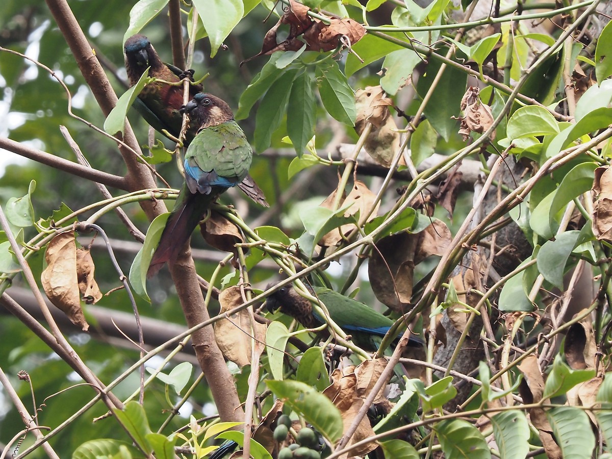 Painted Parakeet - ML616486273