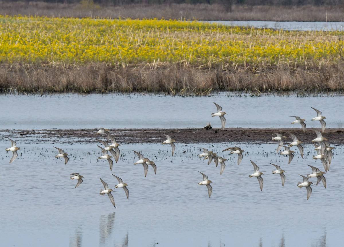 Pectoral Sandpiper - ML616486285