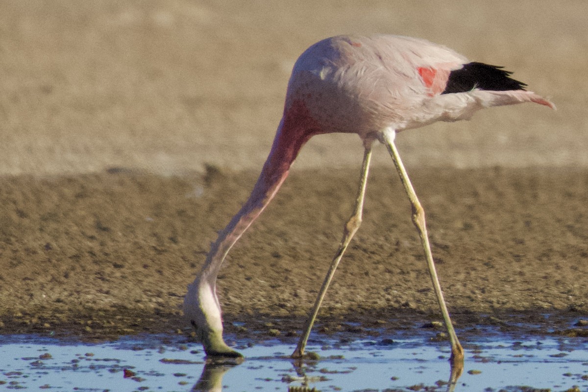 Andean Flamingo - Debbie Metler