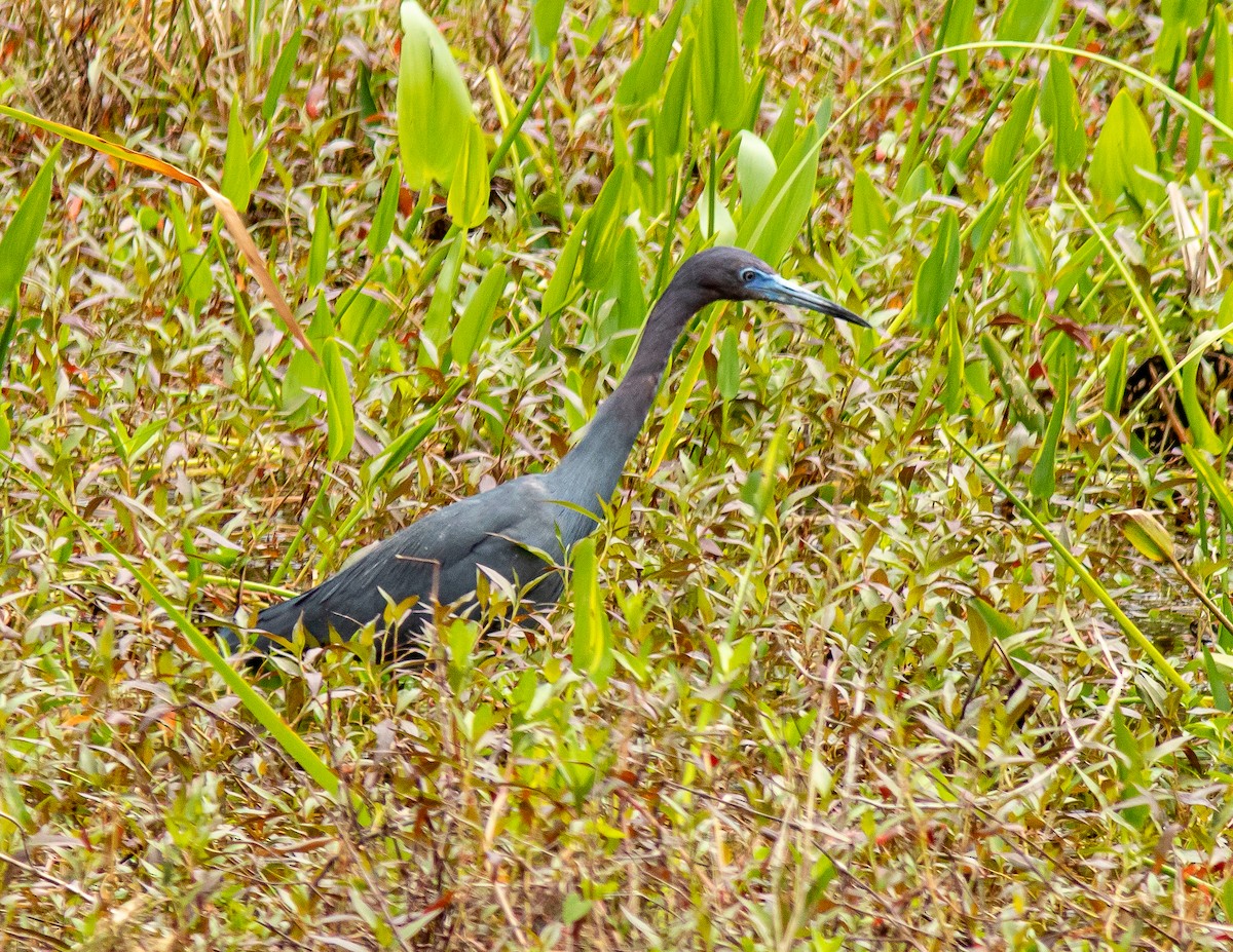 Little Blue Heron - ML616486365