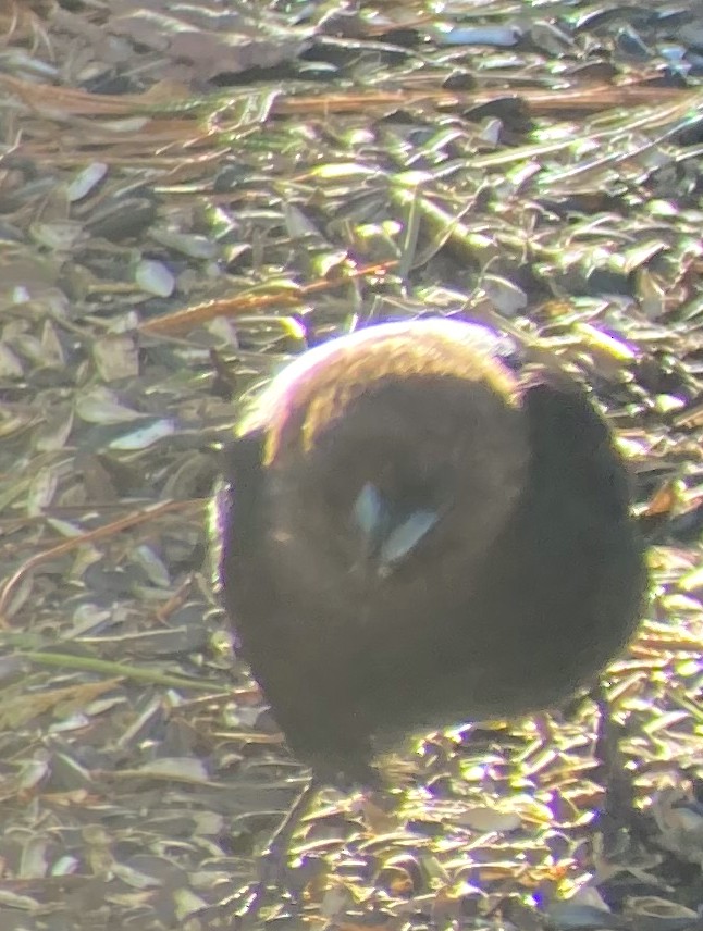 Brown-headed Cowbird - Mike McCarthy