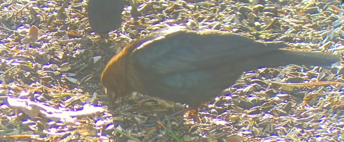 Brown-headed Cowbird - Mike McCarthy