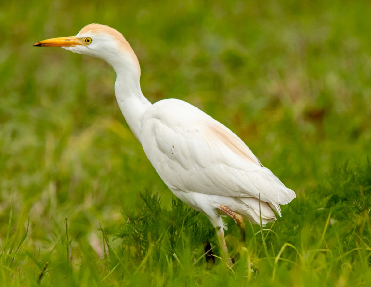 Western Cattle Egret - ML616486369