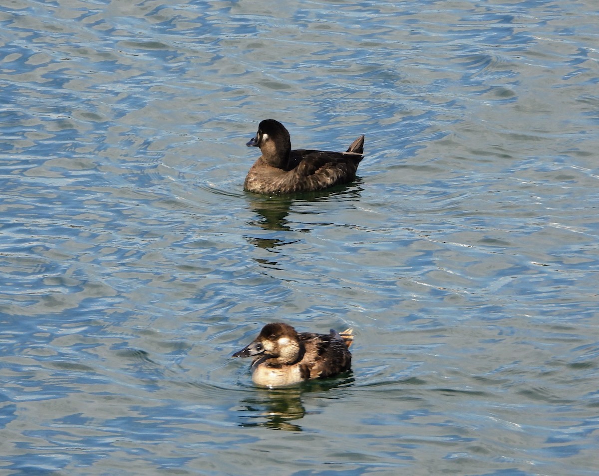 Surf Scoter - ML616486380