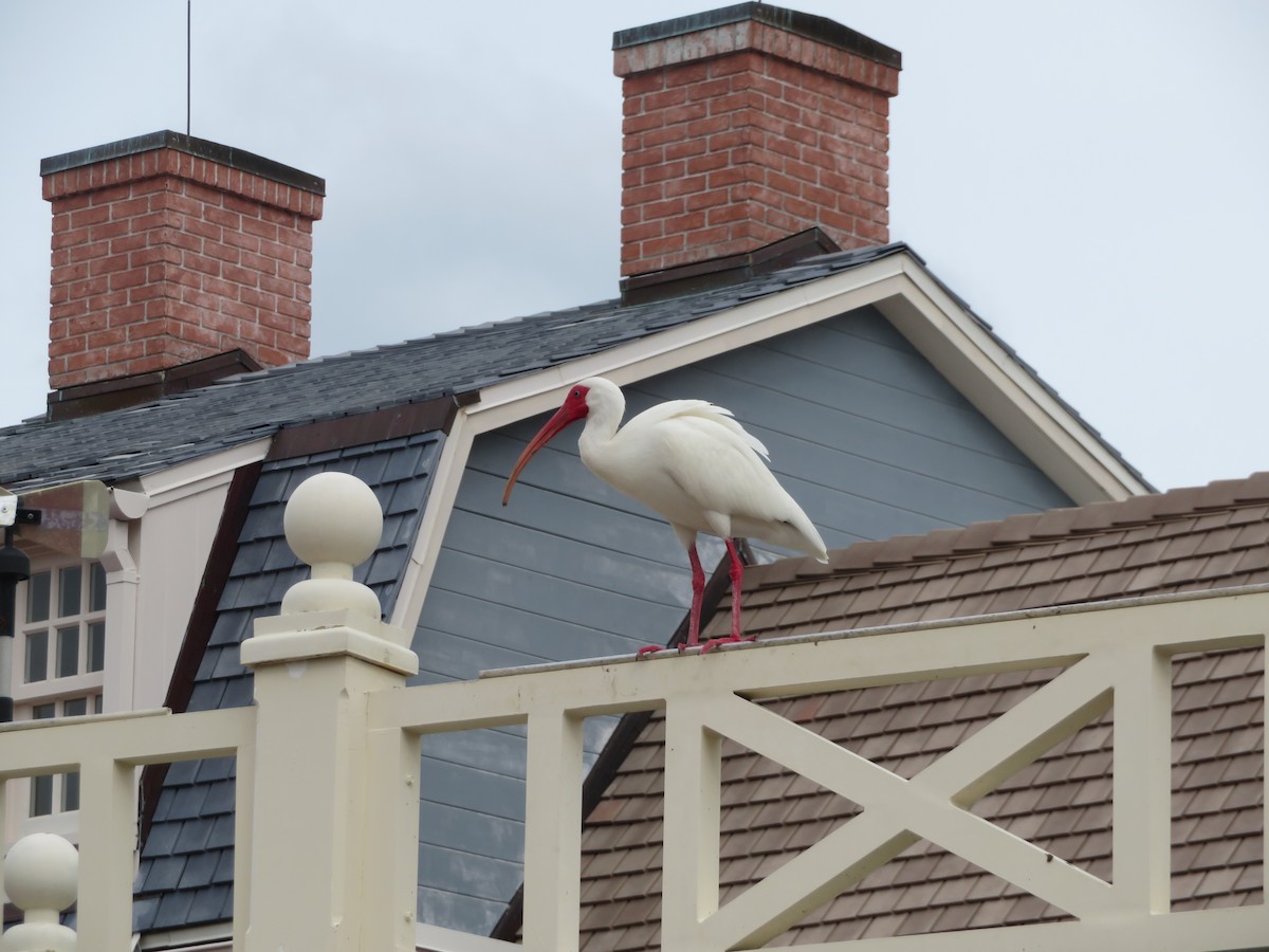 White Ibis - ML616486394