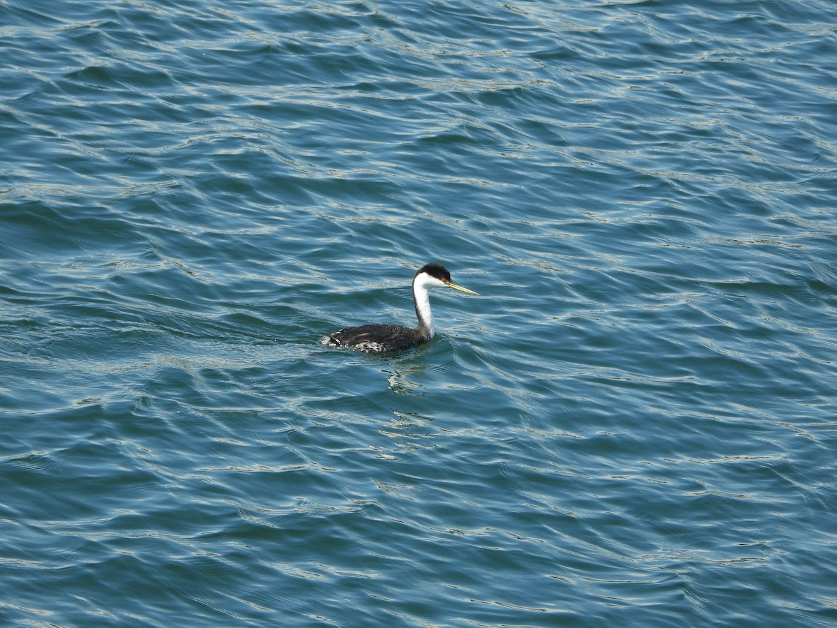 Western Grebe - ML616486396