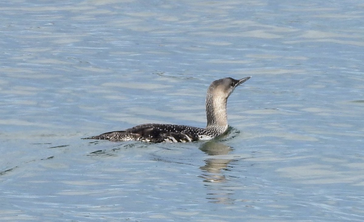 Red-throated Loon - ML616486432