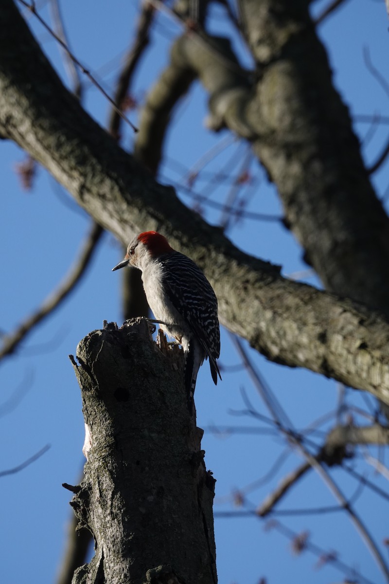 Red-bellied Woodpecker - Tomáš Najer