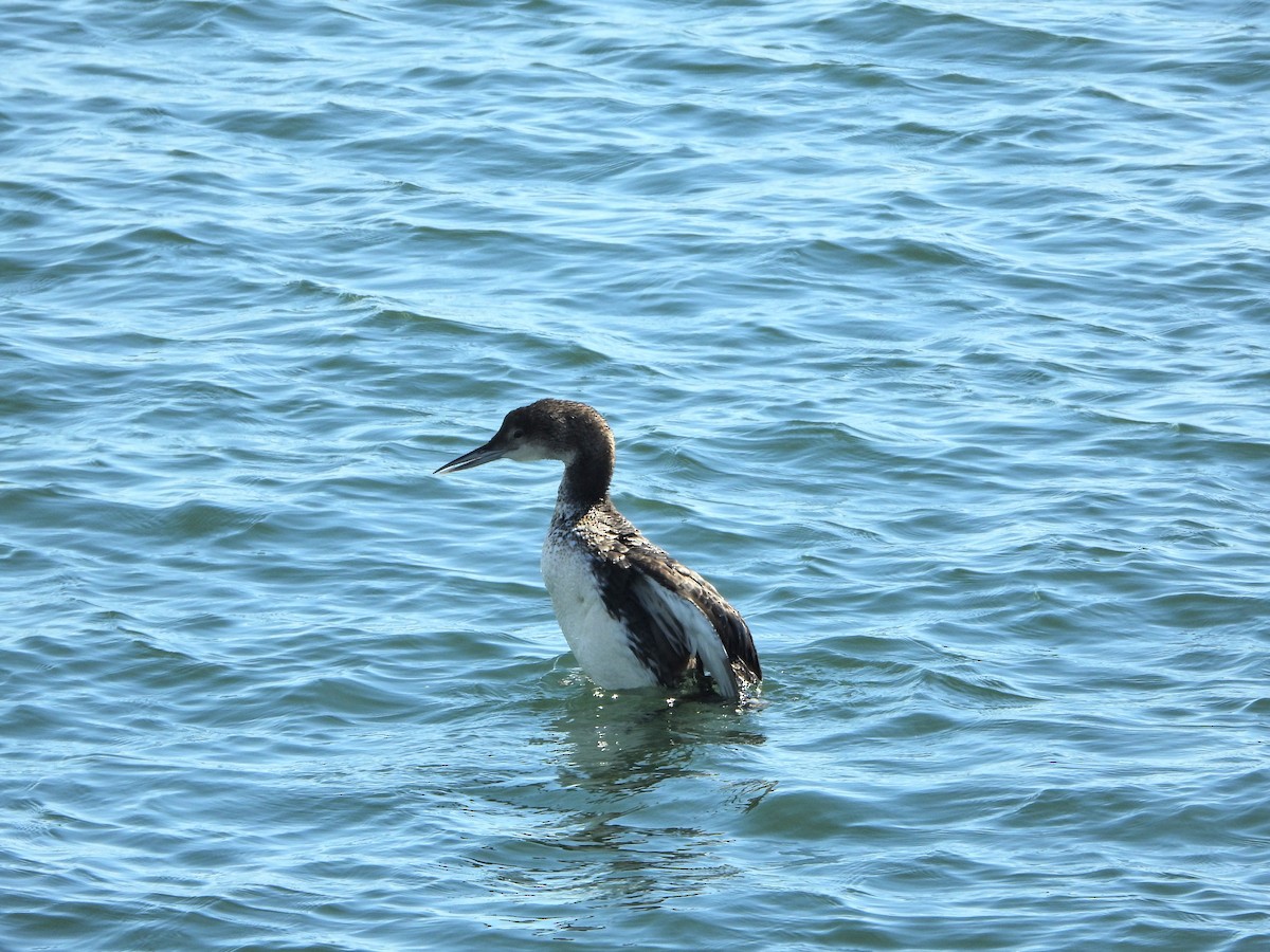 Common Loon - ML616486435