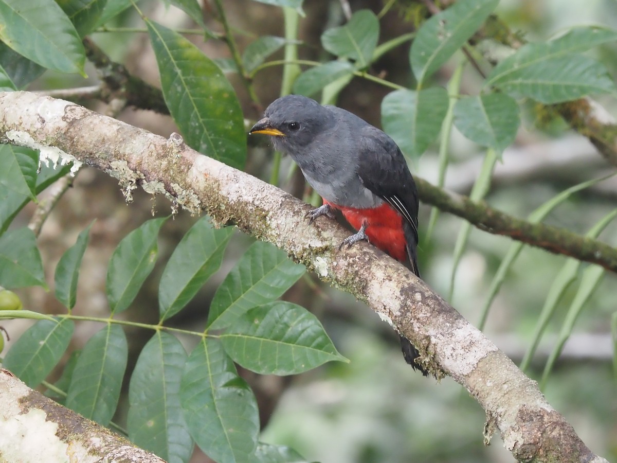 Black-tailed Trogon - ML616486454