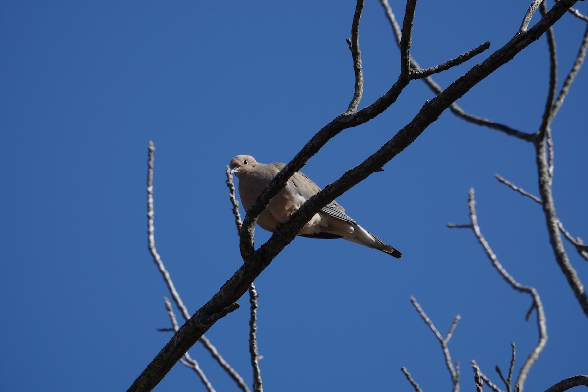 Mourning Dove - Tomáš Najer