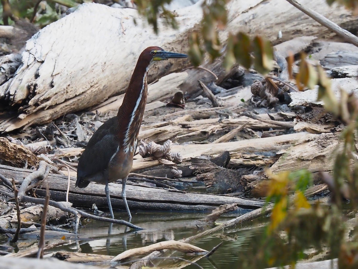 Rufescent Tiger-Heron - ML616486488