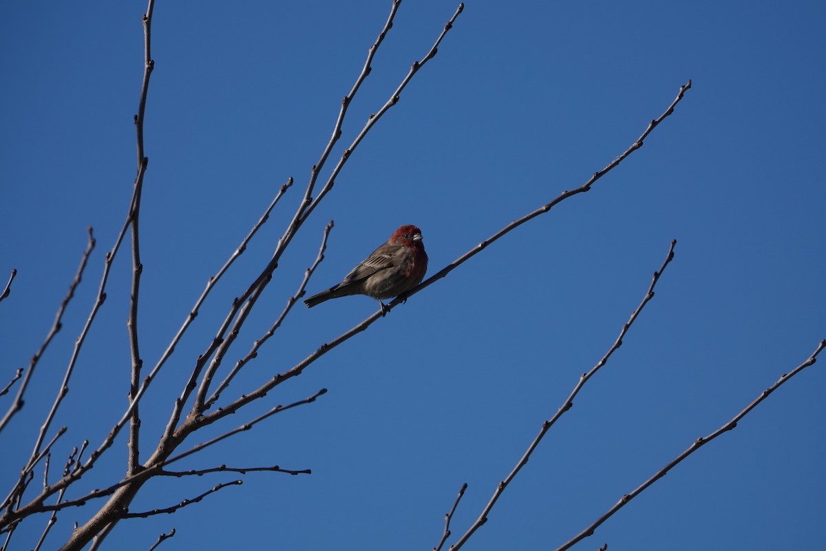 House Finch - Tomáš Najer